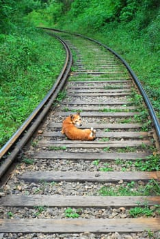 Dog resting in the way of the train tracks