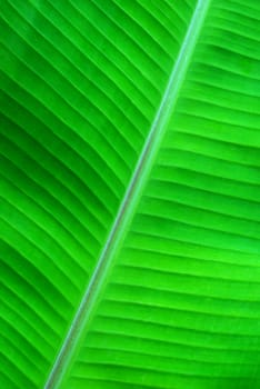 green background made of banana leaves, green sharp structure
