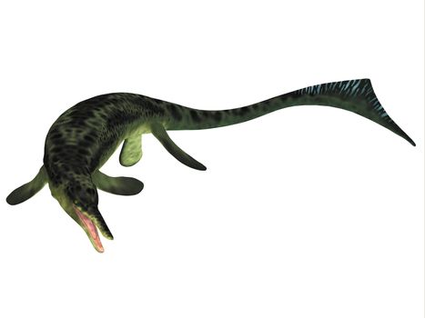 Cymbospondylus was an early carnivorous Ichthyosaur that lived in the Triassic seas of Germany and Nevada.