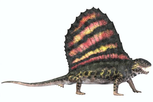 Dimetrodon was a carnivorous mammal-like reptile which lived in the Permian Era of North America and Europe.