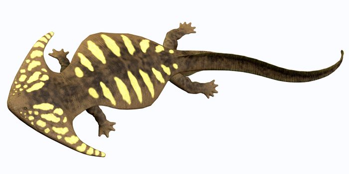 Diplocaulus is an extinct amphibian from the Cambrian to the Permian Eras that lived in North America.