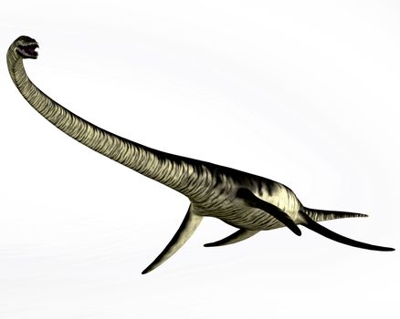 Elasmosaurus was a plesiosaur marine reptile that lived in the Cretaceous Period of Kansas in North America.