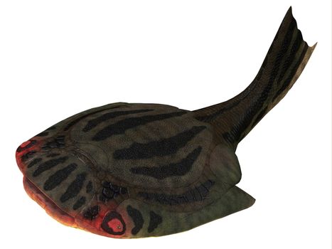 Drepanaspis is an extinct primitive jawless fish in the Devonian Period of Germany.