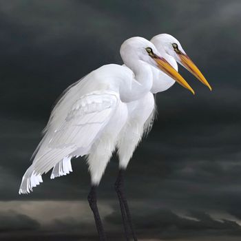 The Great Egret is a saltwater and freshwater wader hunting fish, frogs and small aquatic animals.