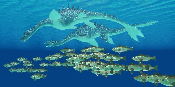 A school of Bocacco fish become prey for two Sea Serpents in shallow ocean waters.