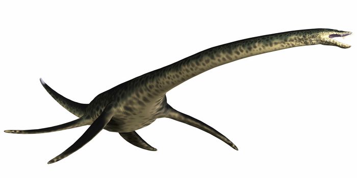 Styxosaurus was a plesiosaur marine reptile that lived in the Cretaceous Period of Kansas in North America.