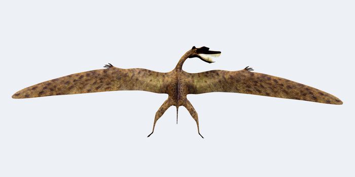 Zhenyuanopterus was a carnivorous pterosaur that lived in the Cretaceous Period of China.