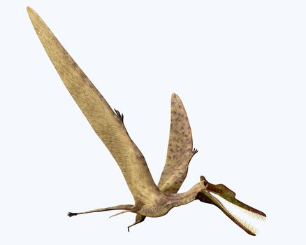 Zhenyuanopterus was a carnivorous pterosaur that lived in the Cretaceous Period of China.