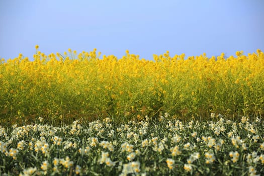 Rape flowers and narcissus and blue sky in spring season