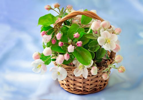 Gentle white-pink flowers of an apple-tree, buds and green leaves on an apple-tree branch in a wattled basket. Are presented on a gentle-blue background