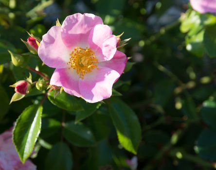 Wild rose. Pink Rosa rugosa or Dog rose closeup  in September garden.