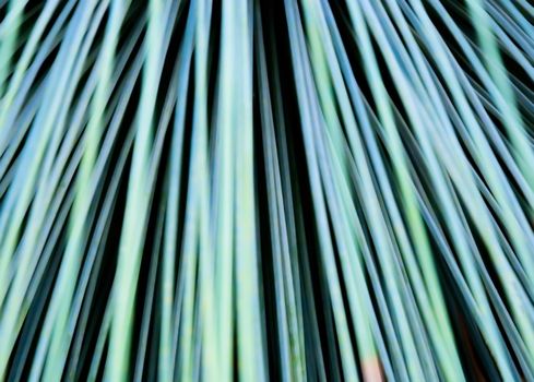 Toothless Sotol, Beargrass, dasylirion quadrangulatum, closeup abstract.