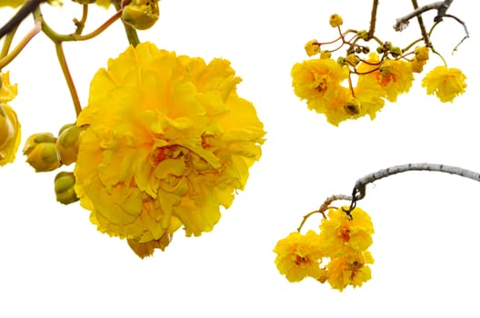 Yellow and bright flowers of Cochlospermum Regium or Double Butter Cup isolated on white with Clipping Paths