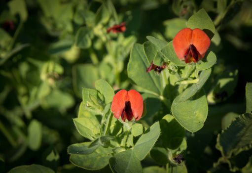 Asparagus Pea, Winged pea, Lotus tetragonolobus