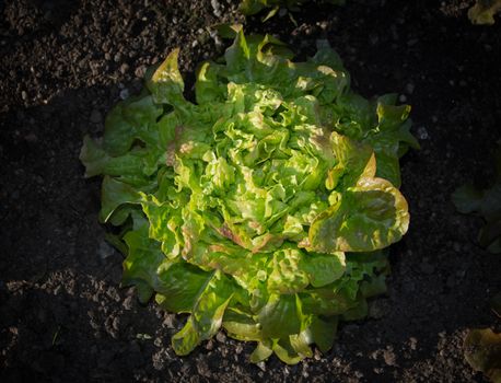 Garden lettuce in soil. Lactuca sativa