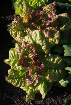 Garden lettuce in soil. Lactuca sativa