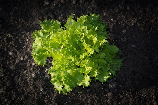 Garden lettuce in soil. Lactuca sativa