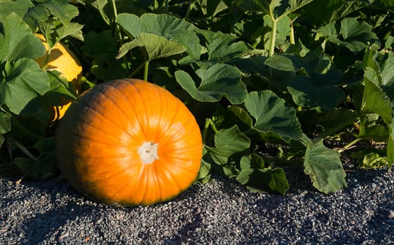 Pumpkin Cucurbita maxima growing in the garden in evening sunlight.