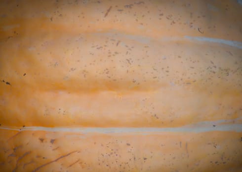 Pumpkin background texture. Pumpkin Cucurbita maxima.