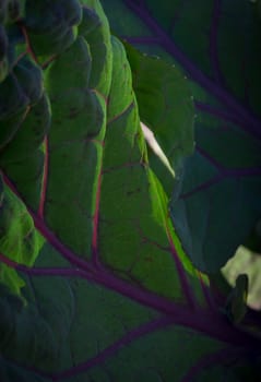 Purple Sprouting Broccoli oleracea in September garden.