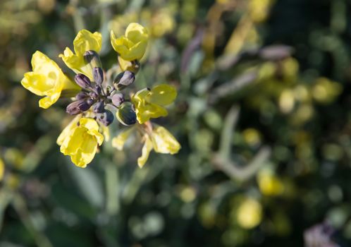 Broccoli flower Brassica oleracea closeup