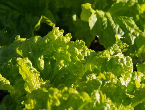 Garden lettuce in soil. Lactuca sativa