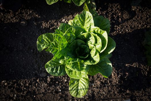 Garden lettuce in soil. Lactuca sativa