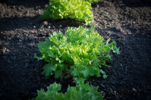 Garden lettuce in soil. Lactuca sativa