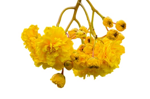 Yellow and bright flowers of Cochlospermum Regium or Double Butter Cup isolated on white with clipping Paths