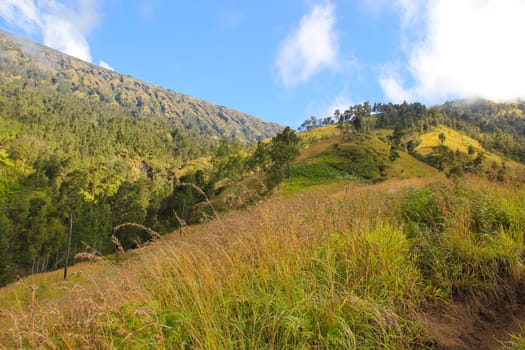 Landscape on mountain with grass and cloud