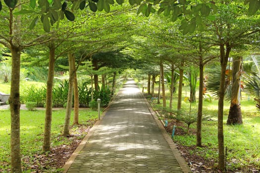 Stone path with trees tunnel into garden
