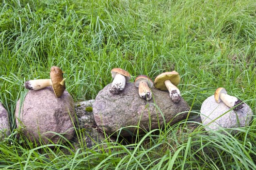 raw food mushrooms cep boletus on stone