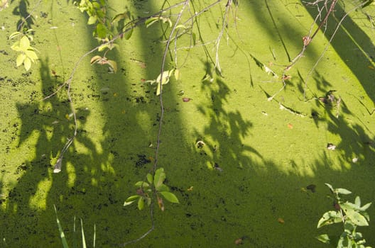 green summer lake pond water with duckweeds. nature background