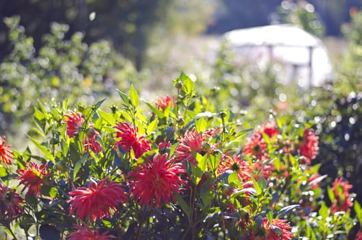 blur summer end dahlia flowers in farm garden and morning sunlight background