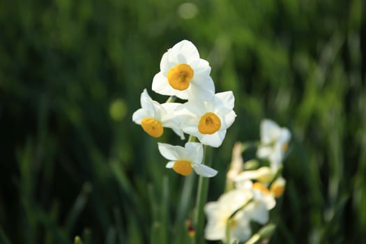 Beautiful narcissus flowers　in spring