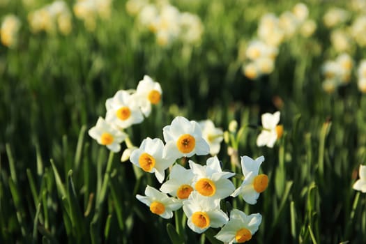 Beautiful narcissus flowers　in spring