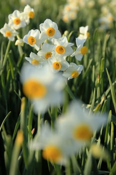 Beautiful narcissus flowers　in spring