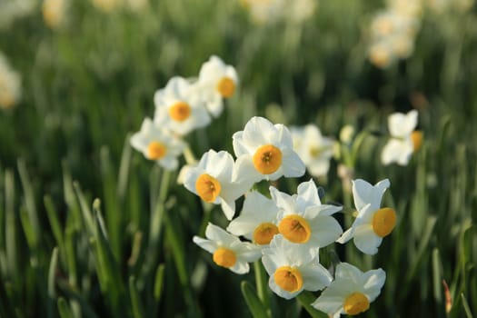 Beautiful narcissus flowers　in spring