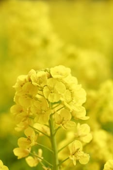 Beautiful Rape blossoms in spring