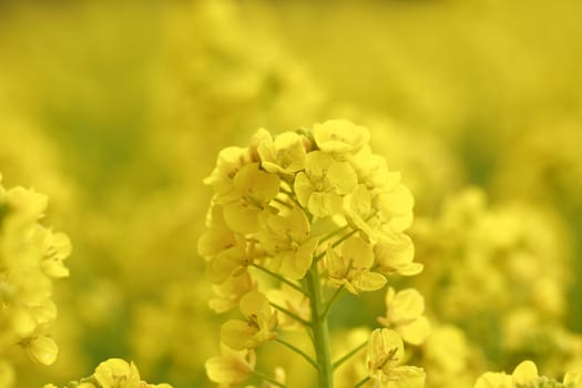 Beautiful Rape blossoms in spring