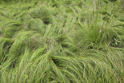 Abstract detail of the forest grass