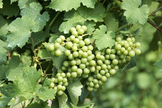 Unripe grapes in a vineyard on the italian hills of Emilia-Romagna.