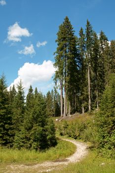 Hiking trail in the forest on Dolomites in Italy