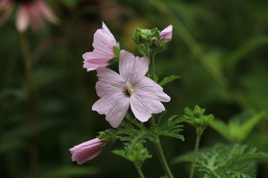 Mallow Flower blooming in late summer early morning light