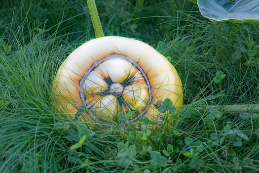 Pumpkin Cucurbita maxima growing in the garden in evening sunlight.