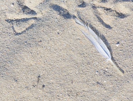 Feather in sand. White feather from a seagull in beach sand.