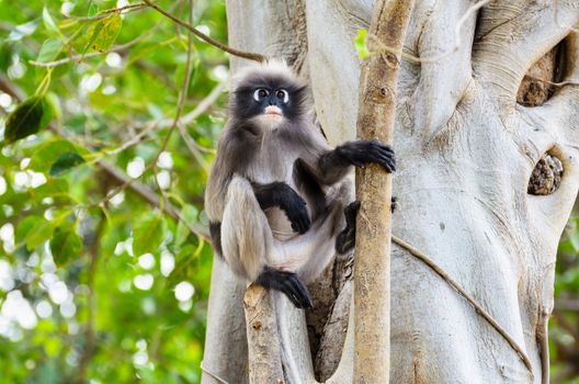 Dusky leaf, Dusky langur, Spectacled langur or Trachypithecus obscurus monkey with black and gray on tree in wilds, Thailand