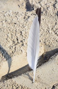Feather in sand. White feather from a seagull in beach sand.