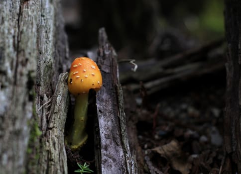 Mushroom Amanita flavoconia in early fall growing on dead wood