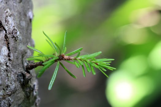 New Growth early fall growing out of side of tree